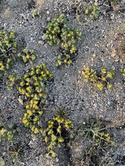 Eriophyllum pringlei