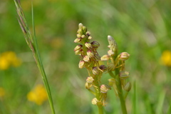 Orchis anthropophora