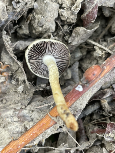 iNaturalist observation photo of Mulch Maids