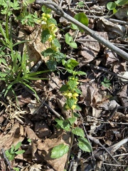 Lamium galeobdolon galeobdolon