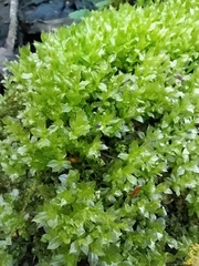 Plagiomnium undulatum