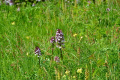 Orchis purpurea