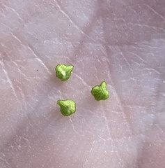 Plagiobothrys torreyi perplexans