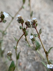 Plagiobothrys torreyi perplexans