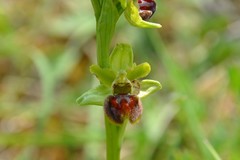 Ophrys sphegodes