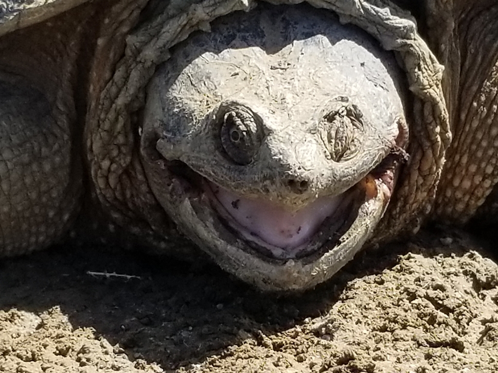 Common Snapping Turtle From Southwest Meade, Sd, Usa On May 06, 2022 At 