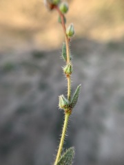 Plagiobothrys torreyi perplexans