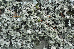 Cetrelia cetrarioides