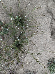 Plagiobothrys torreyi perplexans