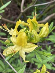 Rhododendron luteum