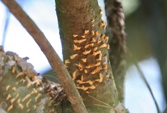 Cronartium ribicola