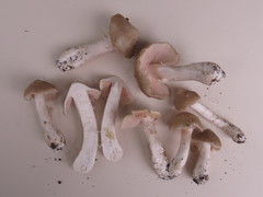 Entoloma clypeatum