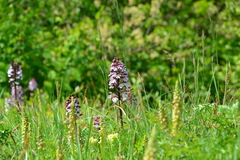Orchis purpurea