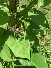 Matelea hirtelliflora