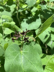 Matelea hirtelliflora