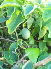 Solanum pelagicum