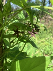 Matelea hirtelliflora