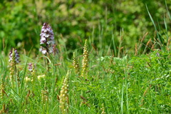 Orchis anthropophora