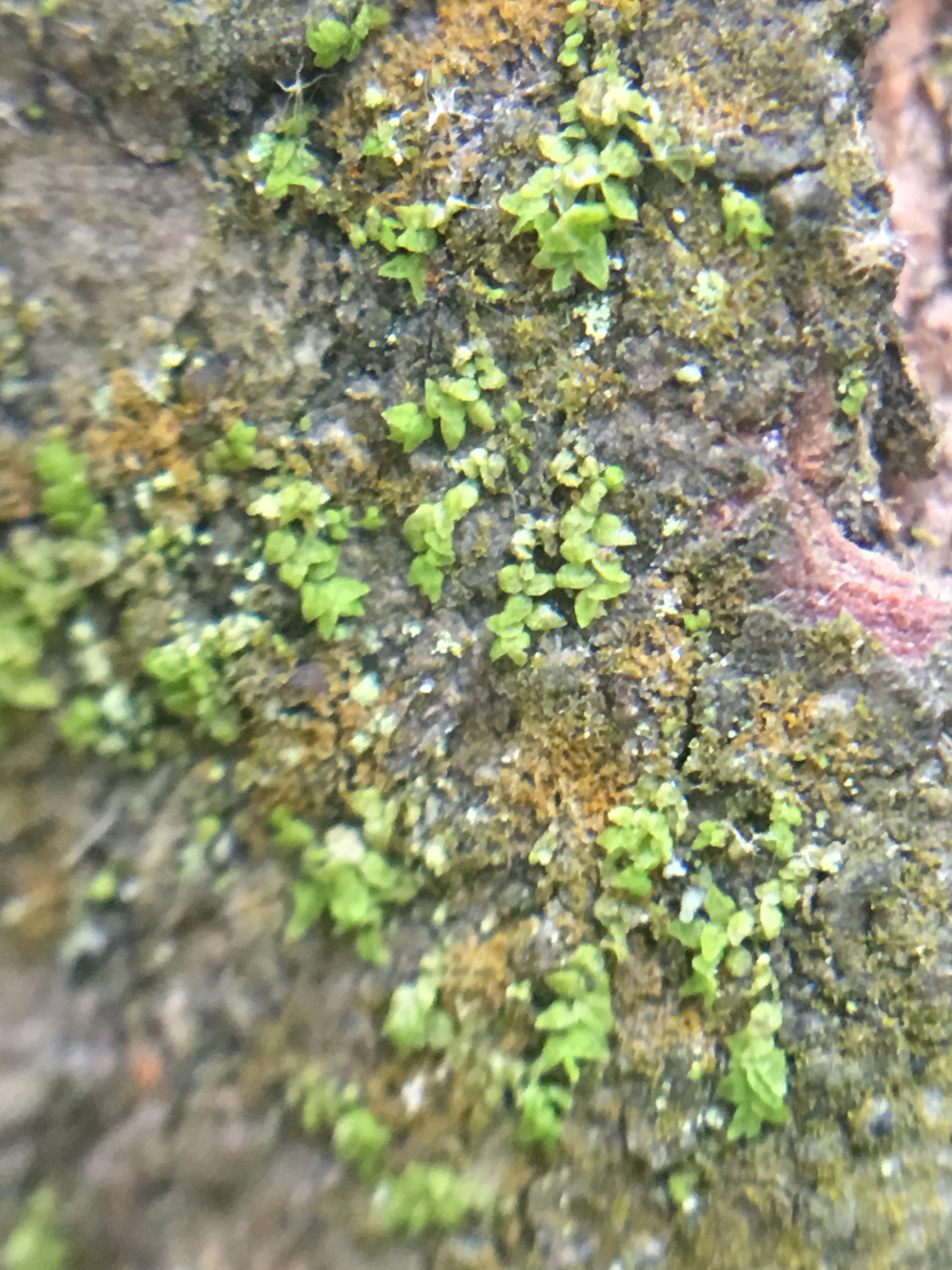 Cololejeunea cardiocarpa