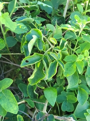 Solanum pelagicum