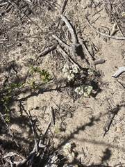 Adenostoma fasciculatum