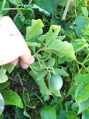 Solanum pelagicum