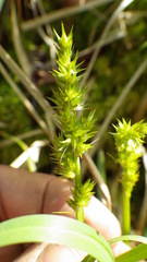 Carex laevivaginata