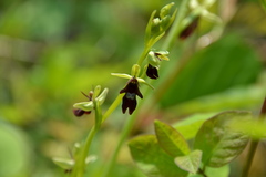 Ophrys insectifera
