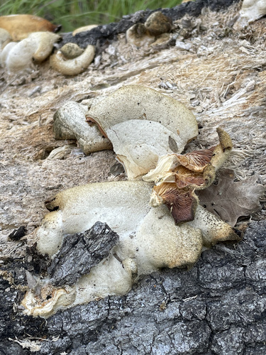 iNaturalist observation photo of Stinking Orange Oyster