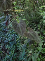 Dioscorea dodecaneura