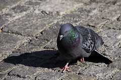 Columba livia domestica