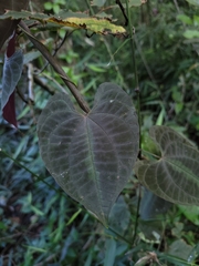 Dioscorea dodecaneura