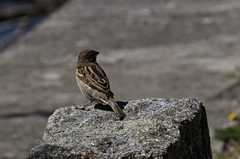 Passer domesticus