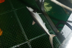 Carcharhinus falciformis