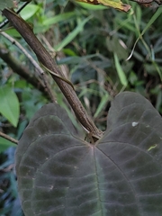 Dioscorea dodecaneura