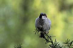 Passer domesticus