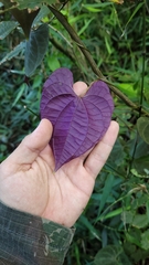 Dioscorea dodecaneura