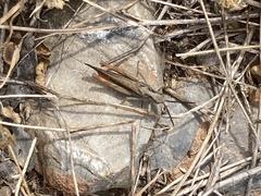 Chorthippus maritimus