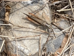 Chorthippus maritimus