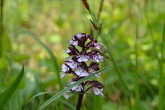 Orchis purpurea