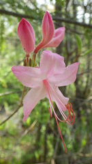 Rhododendron viscosum