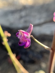 Delphinium hansenii