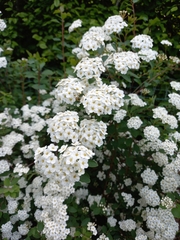 Spiraea trilobata