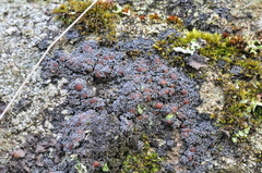 Fuscopannaria maritima