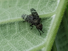 Platystoma seminationis