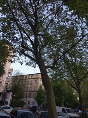 Platanus × hispanica