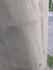 Platanus × hispanica