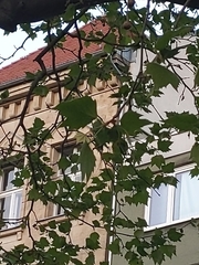 Platanus × hispanica