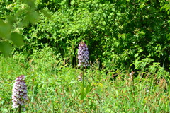 Orchis purpurea