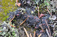 Fuscopannaria maritima